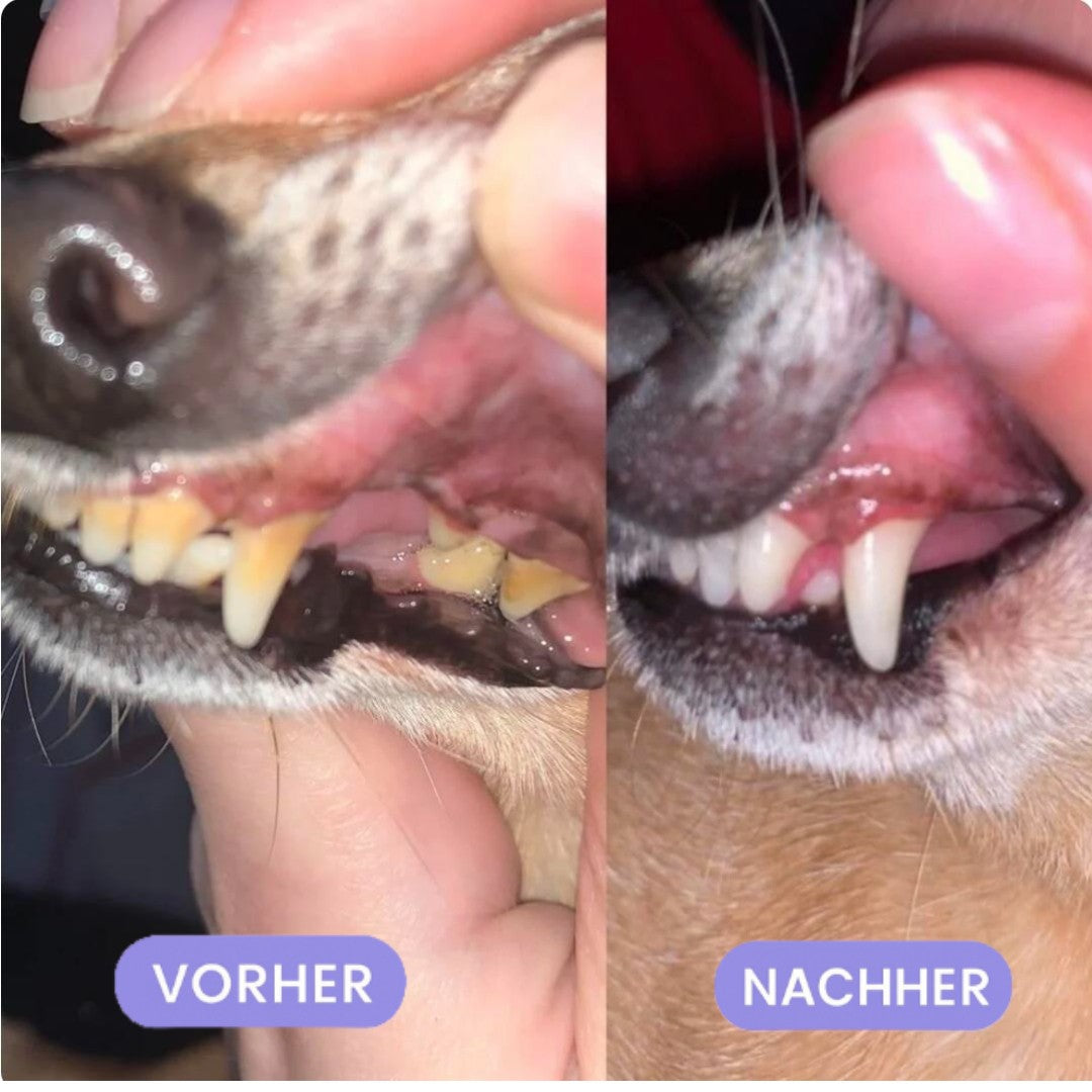 Pet Oral Repair