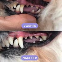 Pet Oral Repair