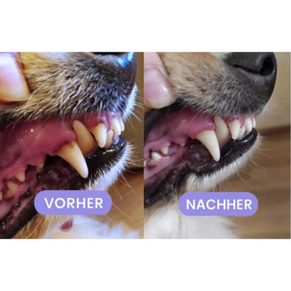 Pet Oral Repair